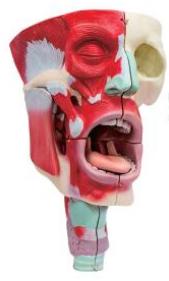 鼻、口、咽喉腔分解模型